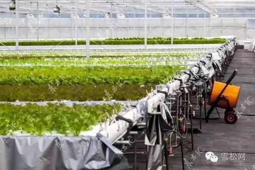 物聯網技術在植物工廠的應用